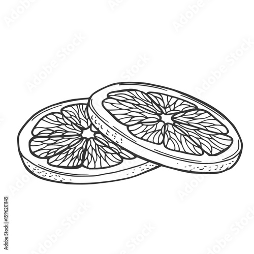 Lemon or orange slice vector illustration. Hand drawn graphic clipart of lime on white isolated background. Linear drawing of orange. Outline sketch of citrus fruit. Black line art of chopped grapefru