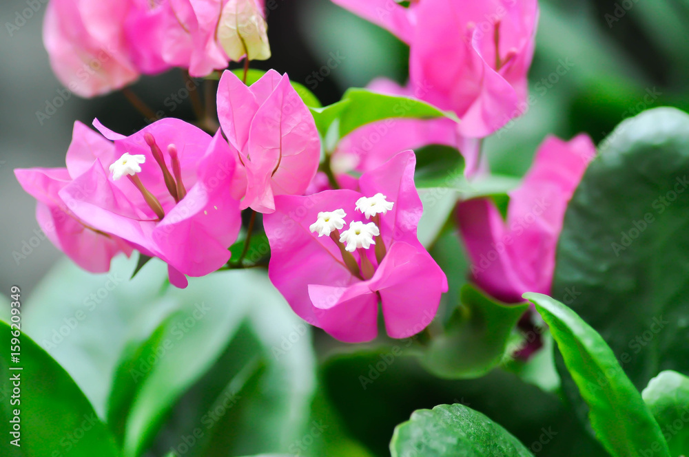 Fototapeta premium Bougainvillea or paper flower , red paper flower or fuchsia flower