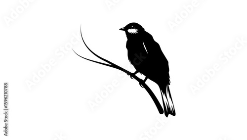 Black Solitaire bird, black isolated silhouette