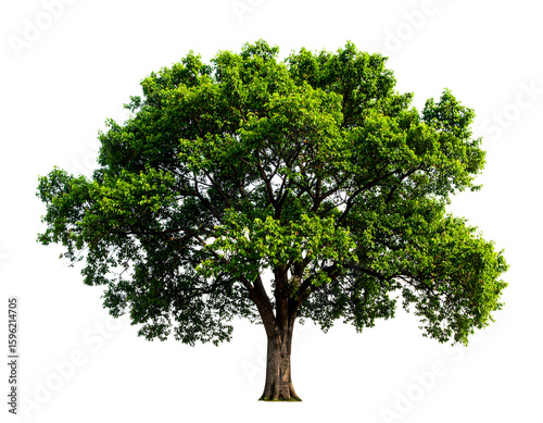 A magnificent mature tree with vibrant green leaves stands tall, showcasing nature's enduring beauty.