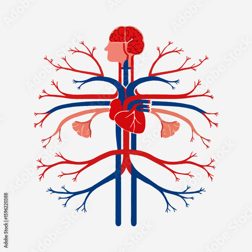 Arteries and veins illustrated in a detailed flat vector representing human circulatory system anatomy perfectly.svg