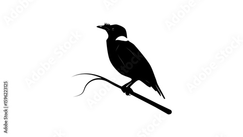Collared Myna bird, black isolated silhouette