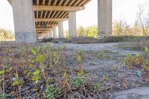 The invasive species, Himalayan Balsam, spreading in unmanaged land under a motorway flyover.