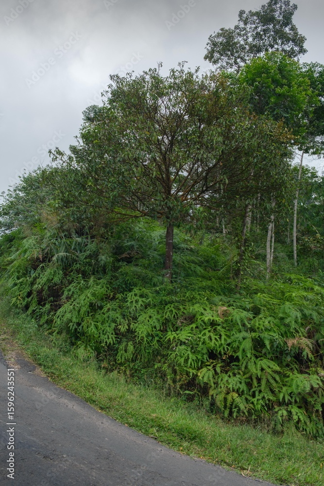 Fototapeta premium Lush Green Landscape Featuring Ferns and a Central Tree on a Cloudy Day