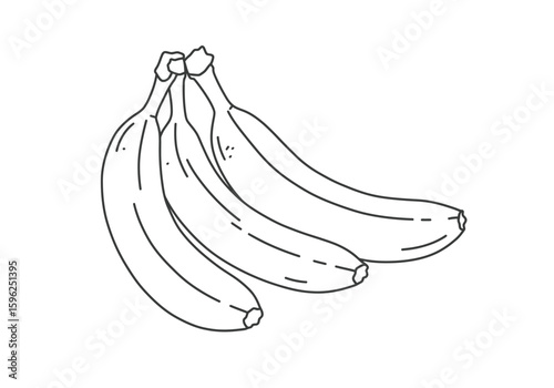 Banana fruit drawing. It is a black and white outline image of a bunch of banana fruits, showing multiple curved bananas connected at the stem. Vector sketch line art draw.