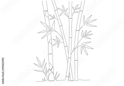 Bamboo drawing. It is a black and white outline image of bamboo stalks with leaves, depicting natural growth and oriental elegance. Vector sketch line art draw.
