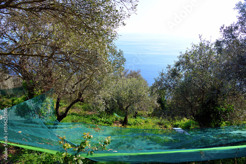 Fototapeta olive harvesting nets in Sant'Apollinare (Sori), Genoa, Italy