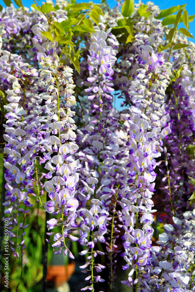 Obraz premium Wisteria is a climbing plant of the Fabaceae family, known for its clusters of scented flowers Sori Genoa Italy