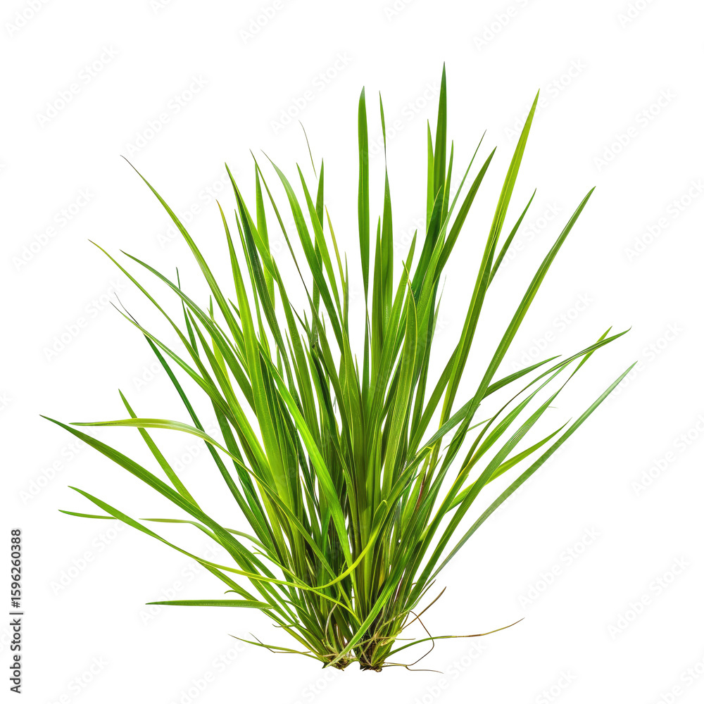 Lush green grass tuft against black background Lush green grass tuft against black background
