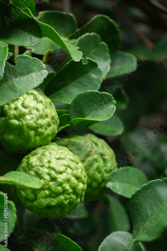 Foto Bergamot, Fresh green bergamot fruit hanging from branch