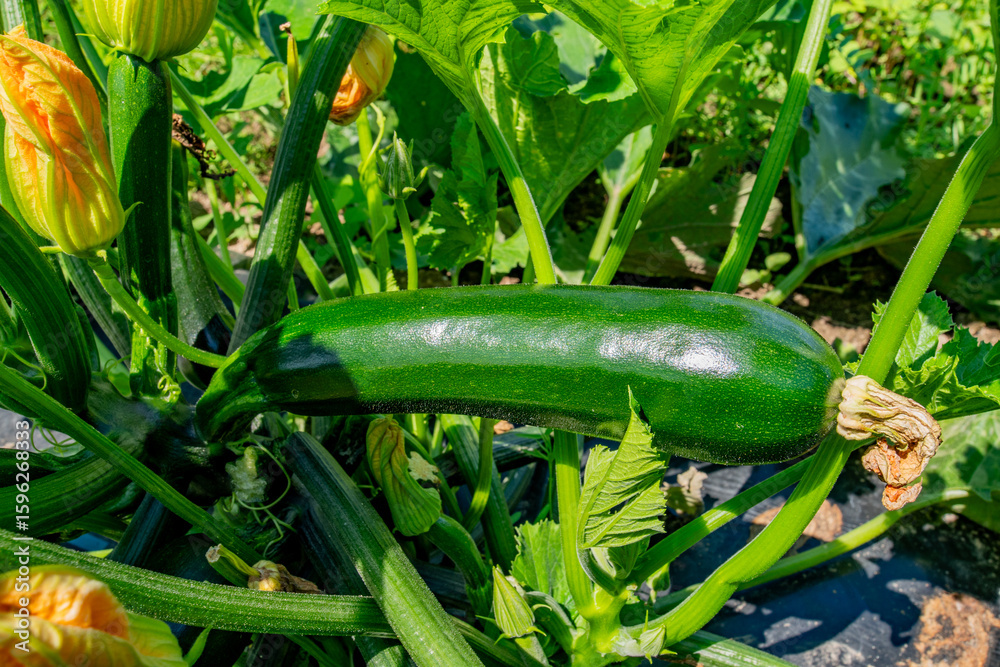 Obraz premium 畑のズッキーニ