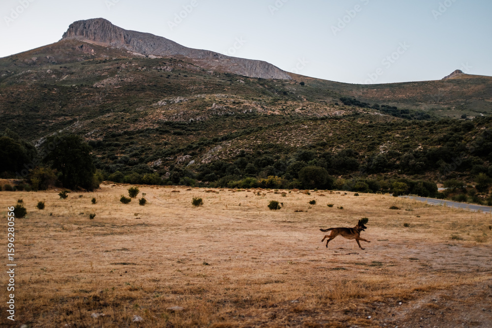 Naklejka premium dog running in the mountain 