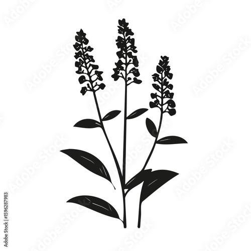 A Simple flat 2D illustration icon of black cohosh isolated on a transparent background, vector, flat design, animation design, simple flat 2D icon, minimalist design, clipart. It's an EPS format