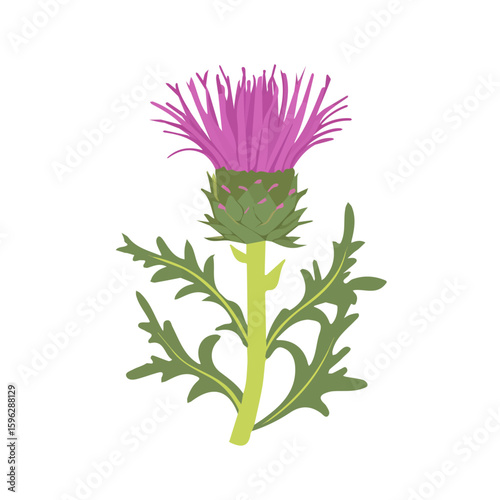 A Simple flat 2D illustration icon of purple milk thistle isolated on a white background, vector, flat design, animation design, simple flat 2D icon, minimalist design, clipart. It's an EPS format