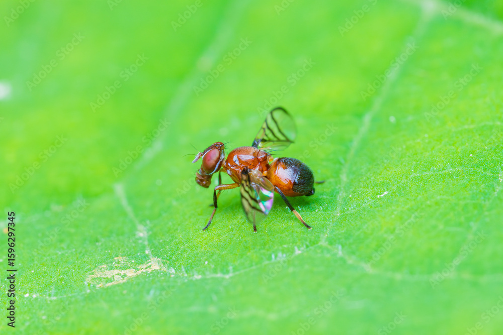 Fototapeta premium 葉にとまるヒロクチバエ