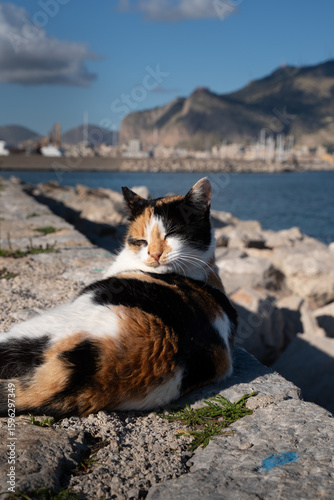 Calico cat lying on rocks by the sea with mountains in the background.