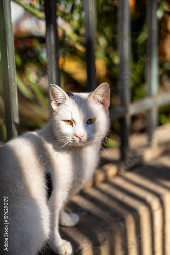 White cat sitting by a metal fence in sunlight.