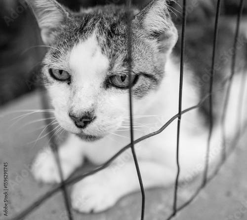Cat behind a metal fence in black and white.