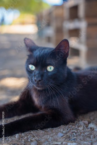 Black cat lying on the ground with blurred background.
