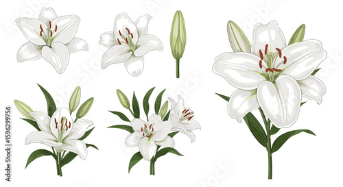 Collection of elegant white lily flowers and buds with green stems and leaves in detailed botanical illustration style