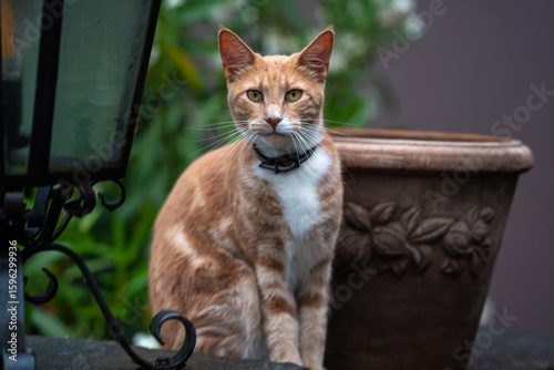 Orange cat with white chest sitting next to a flower pot.
