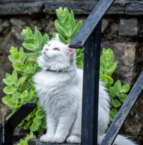 White cat sitting on stone steps near green plants.
