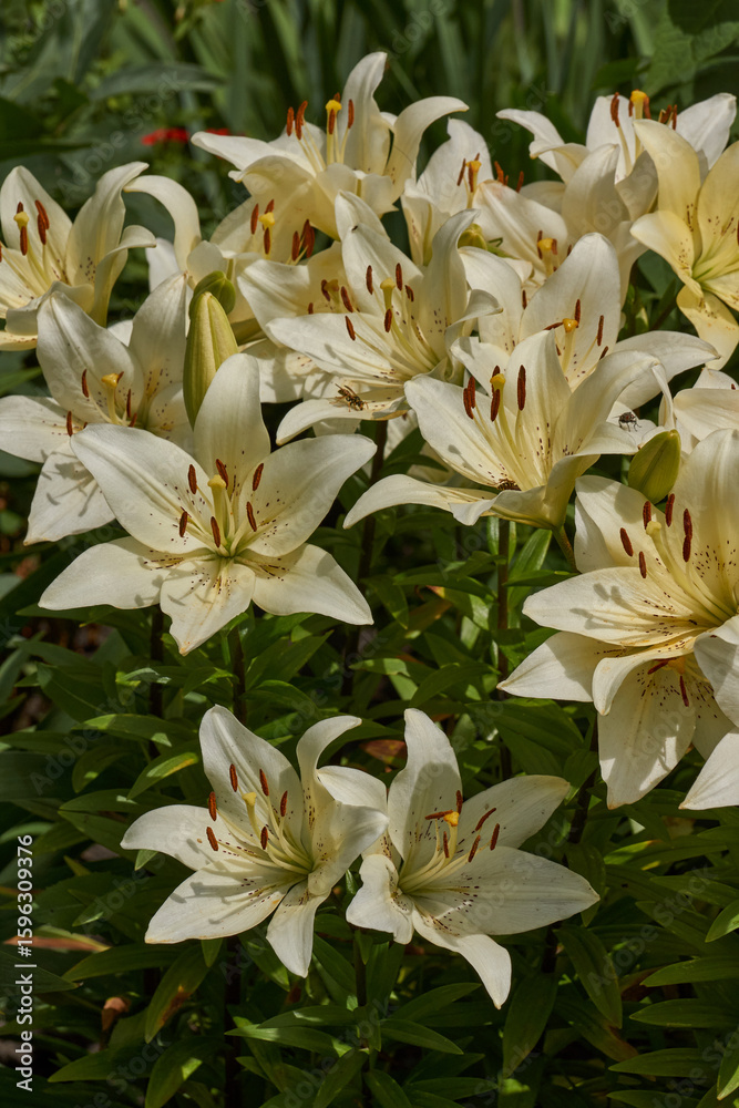 Obraz premium Lily (lat. Lilium) blooms in the garden. Lily - the genus of plants of the family of Lily (Liliaceae).