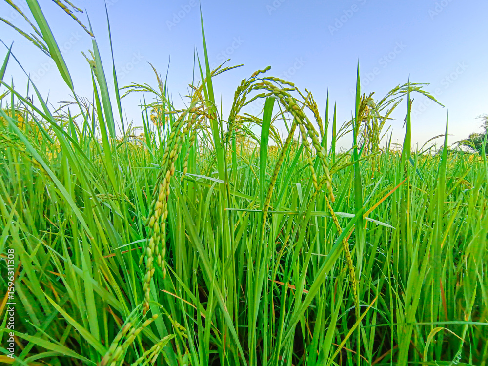 Fototapeta premium Ripening rice ears in a rice field with water droplets clinging to the ears. taken in the morning.