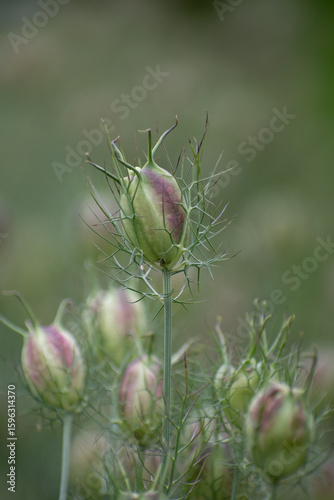 Close up of Nigella in a garden