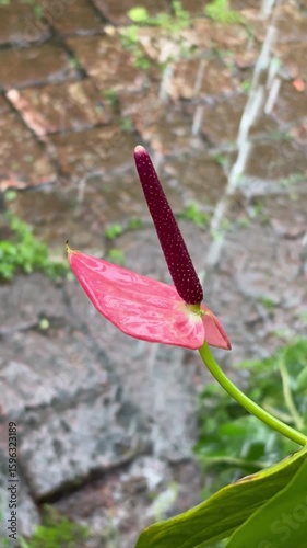 Closeup shot a beautiful flower in a rainy day blur background