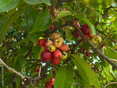 Group of red greenish water apple fruit, attached on tree. Syzygium aqueum, or water cherry, watery rose apple, bell fruit