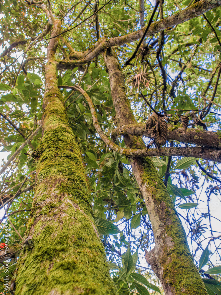 Fototapeta premium The moss covered trees of a Andean rainforest, in a woodland in the eastern Andes mountains of central Colombia near the Iguaque natural reserve.