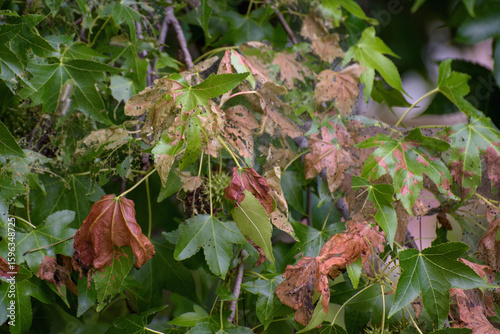 Foliage of liquidambar tree (Liquidambar styraciflua), entwined with the web of a hyphantria cunea.