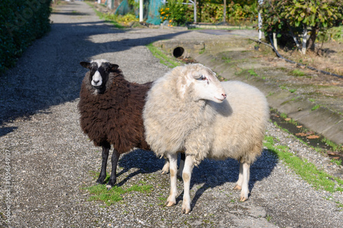 White and black sheep stand on the farm track.