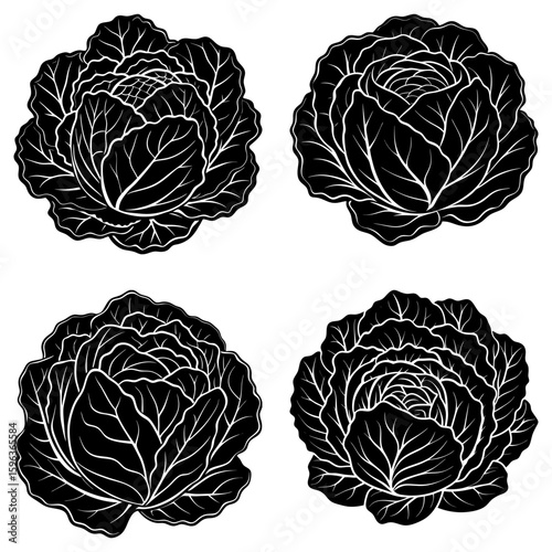 Four black and white cabbage heads with detailed leaf patterns in a symmetrical arrangement on white