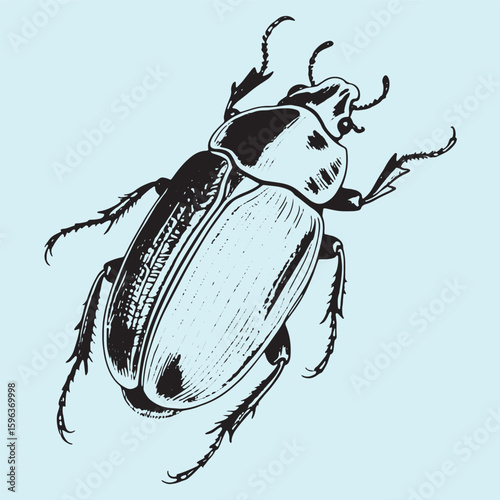 A set of beetles on white