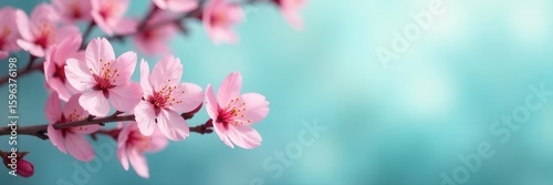 Delicate pink cherry blossoms, soft focus, turquoise backdrop , flora, stock photo