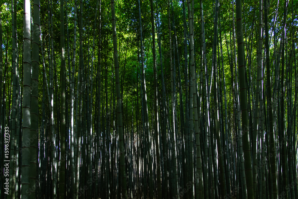 Fototapeta premium bamboo trees in the forest