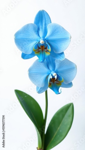 Serene blue orchid spray, clean white backdrop , blue hue, exotic