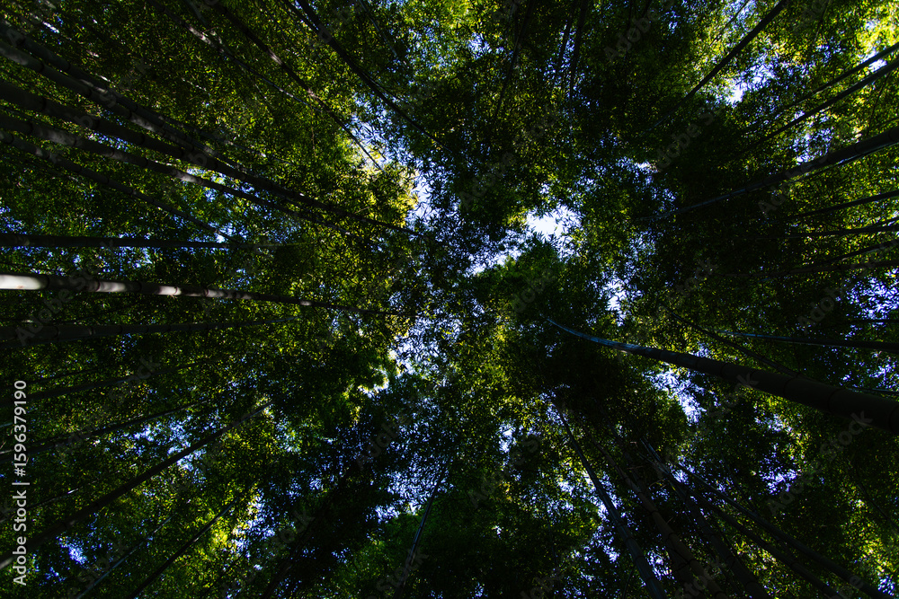 Obraz premium low angle view of the bamboo trees in the forest