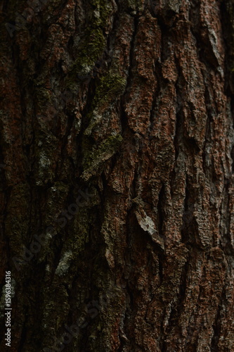 Natural pine bark texture background with natural brown color