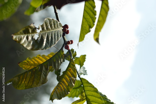 landscape background of fresh coffee beans from the tree