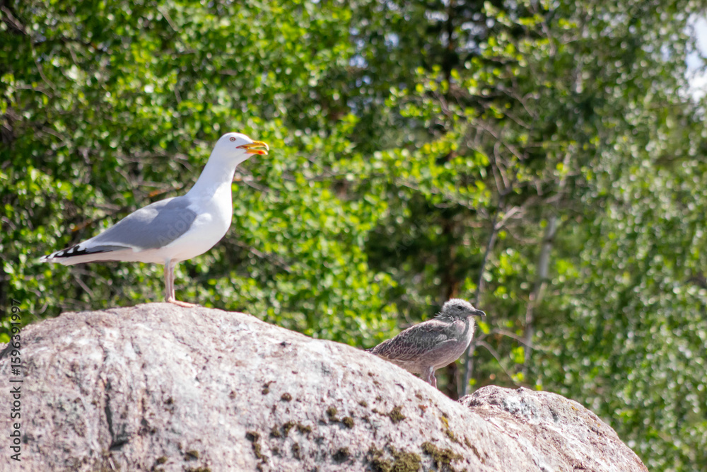 Seagull and seagull chick perched on a rock with a green leafy background on a sunny day Seagull and seagull chick perched on a rock with a green leafy background on a sunny day