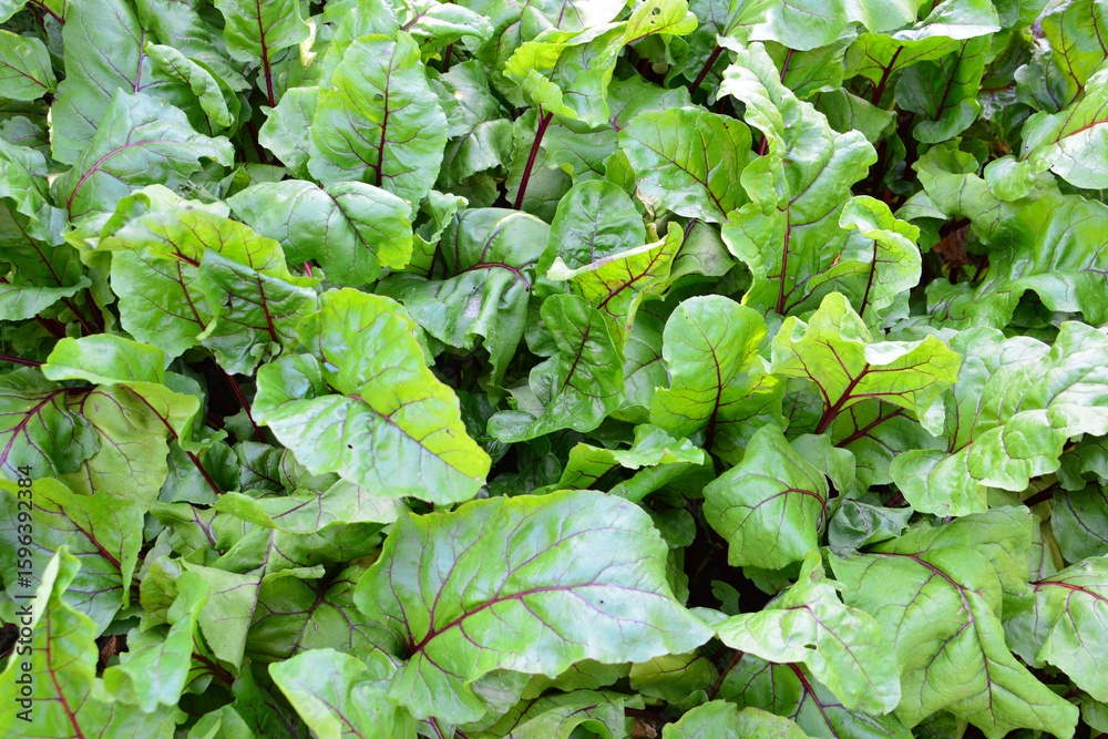 Fototapeta premium Vibrant Beet Greens A Close-Up View of Healthy Leaves