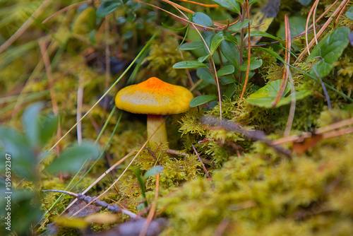 Obraz na płótnie Hygrophorus in a forest in South Tyrol.