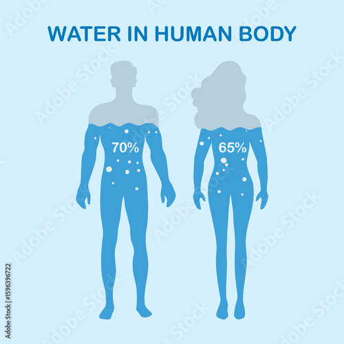 Male and female body silhouette, filled with blue water, isolated on white background. Human body water composition vector illustration.
