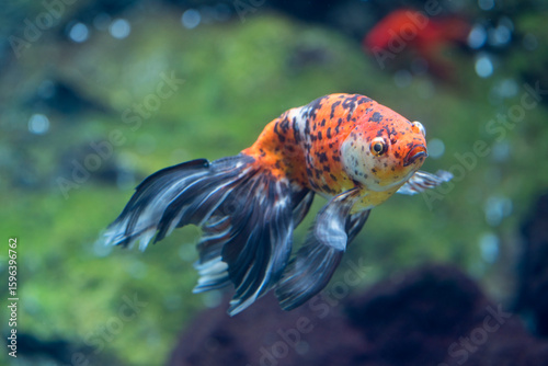 水中を泳ぐ金魚