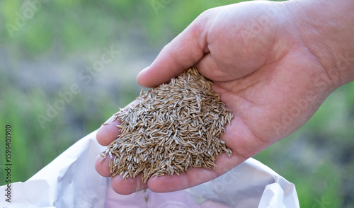 hand holding lawn grass seeds ready to sow