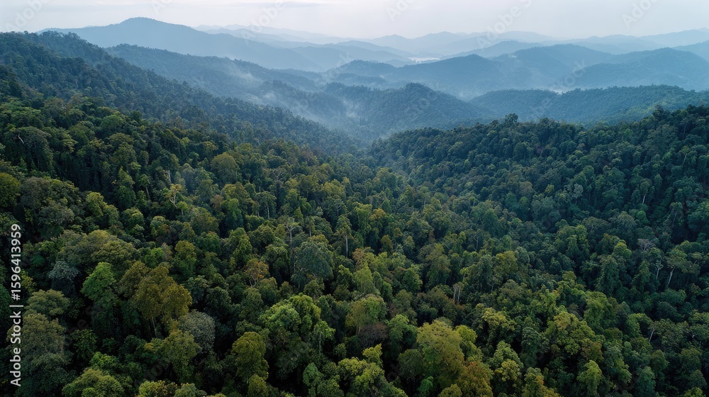 Naklejka premium Aerial view of dense rainforest with layers of green foliage stretching across the horizon