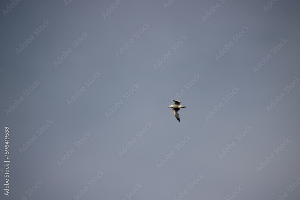 Fototapeta premium bird flying